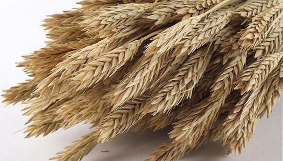 Orzo per combattere il Colesterolo-Vivilanotizia
