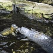 Acquario Foca Vivilanotizia