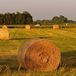 Bando Agricoltura-vivilanotizia 1