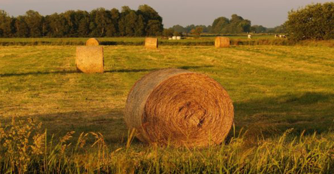 Bando Agricoltura-vivilanotizia 